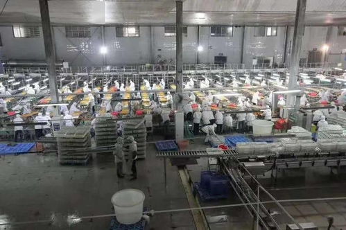 湖北食品廠季節性員工招聘啟事 共創美味，同繪未來